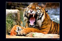 Тигр зевающий