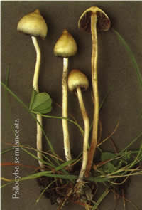 psilocybe semilanceata