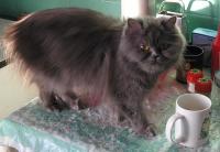 Кошка и кружка ;-)